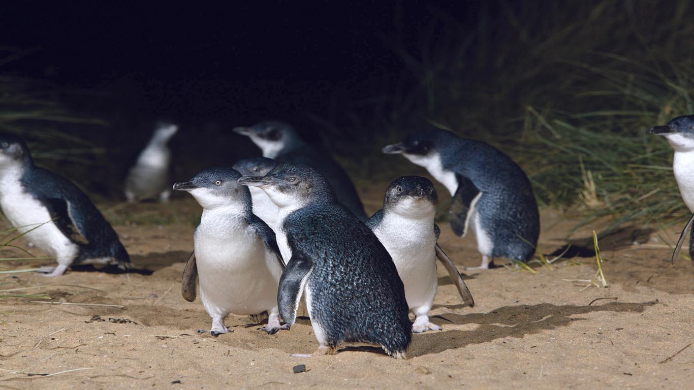 Blauwe penguïns Oamaru